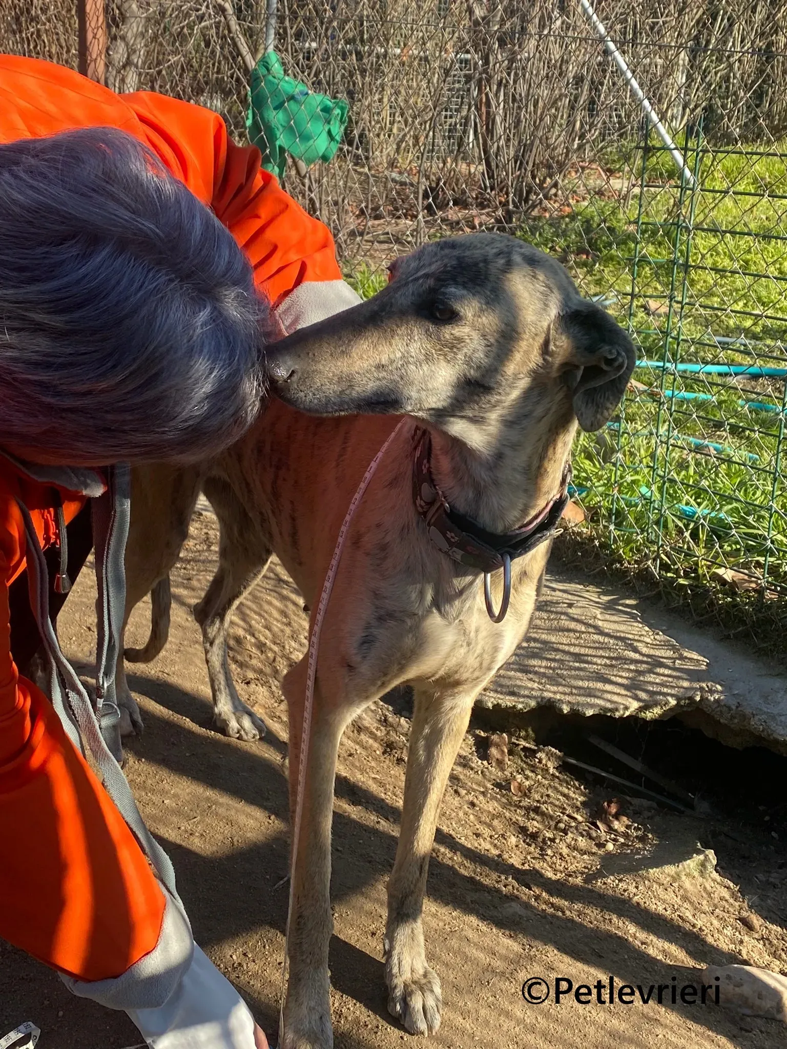 Juno galgo adozione pet levrieri onlus 11