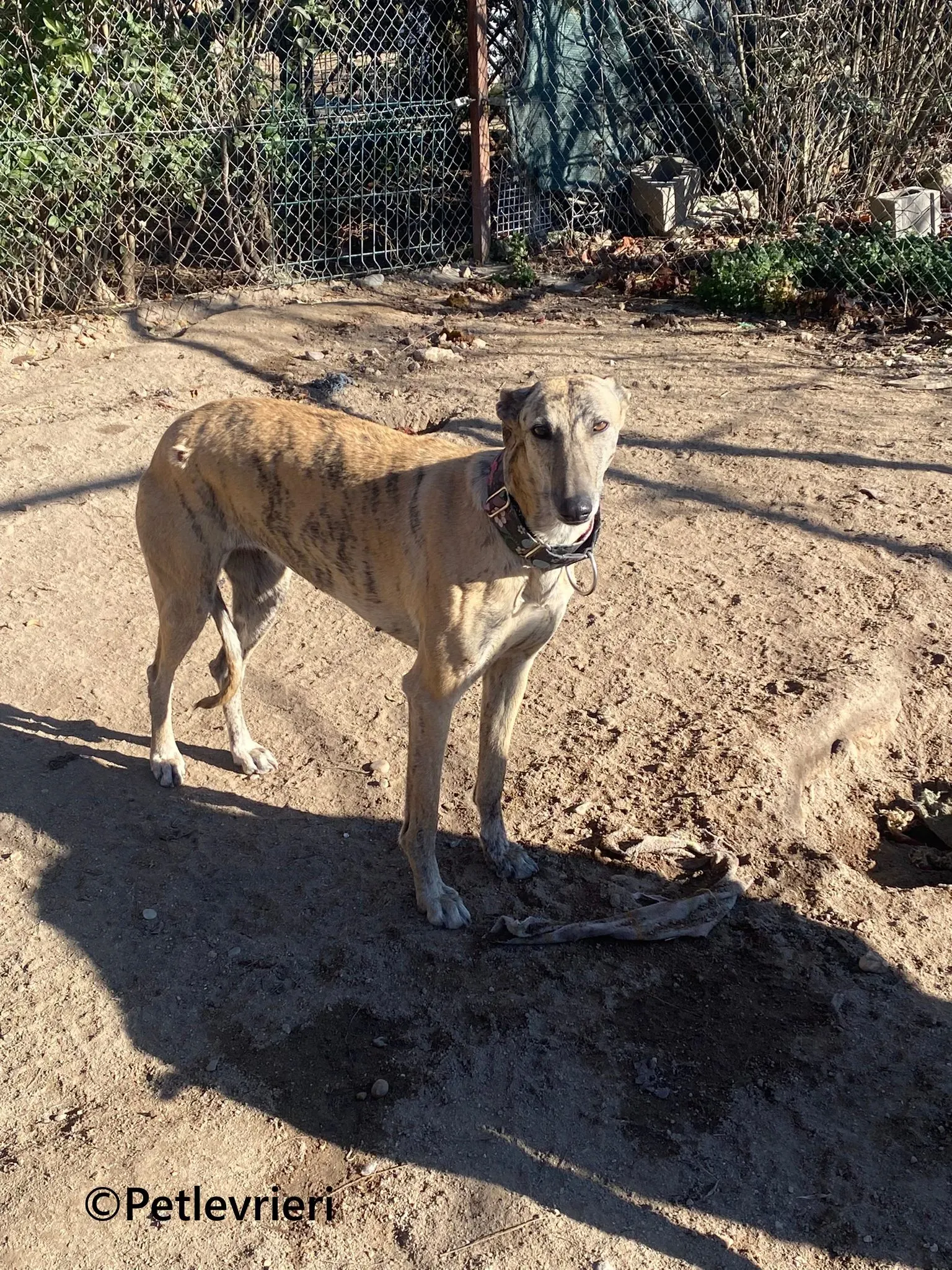 Juno galgo adozione pet levrieri onlus 12