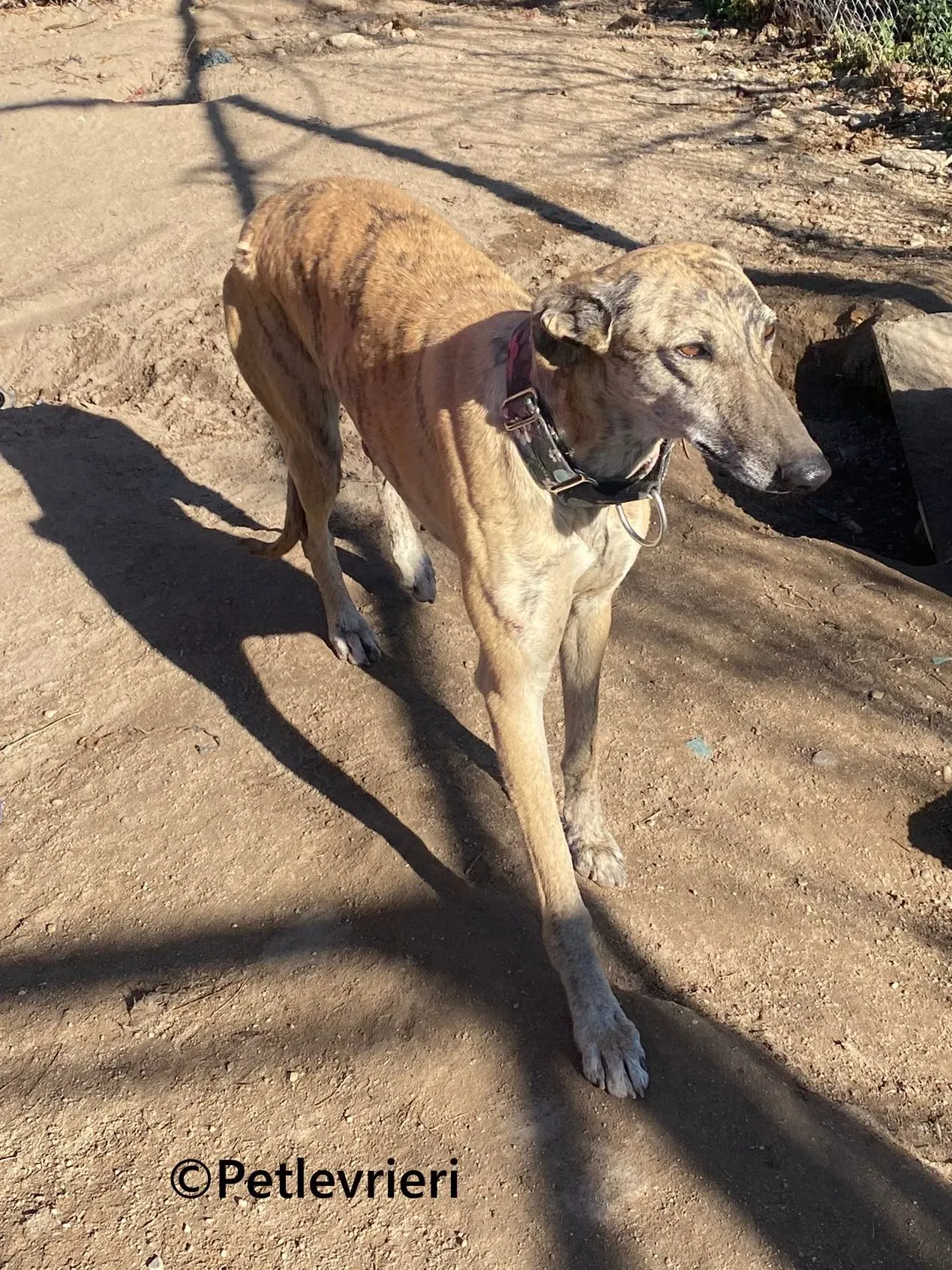 Juno galgo adozione pet levrieri onlus 13 1