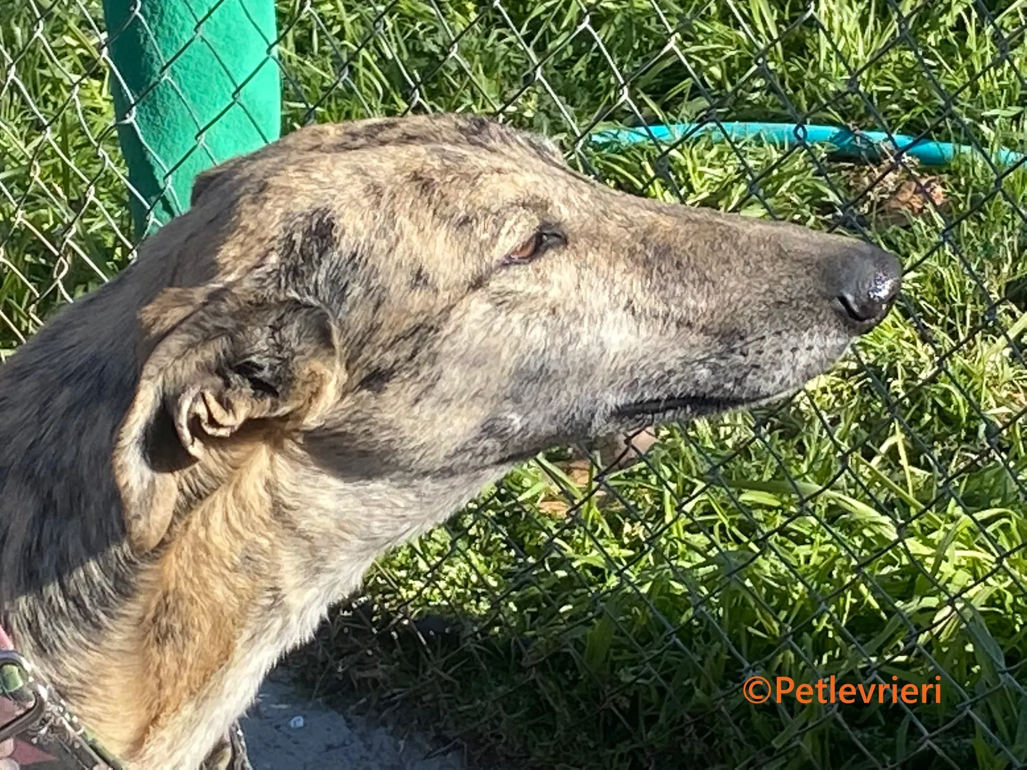 Juno galgo adozione pet levrieri onlus 14