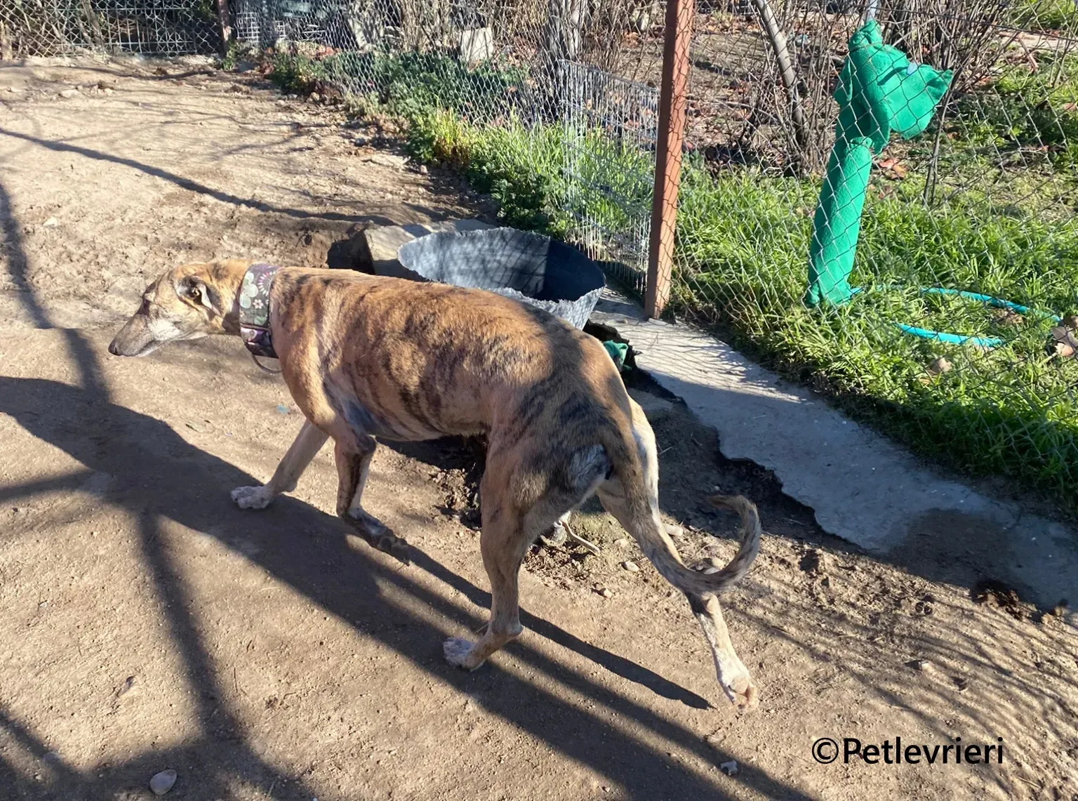 Juno galgo adozione pet levrieri onlus 3