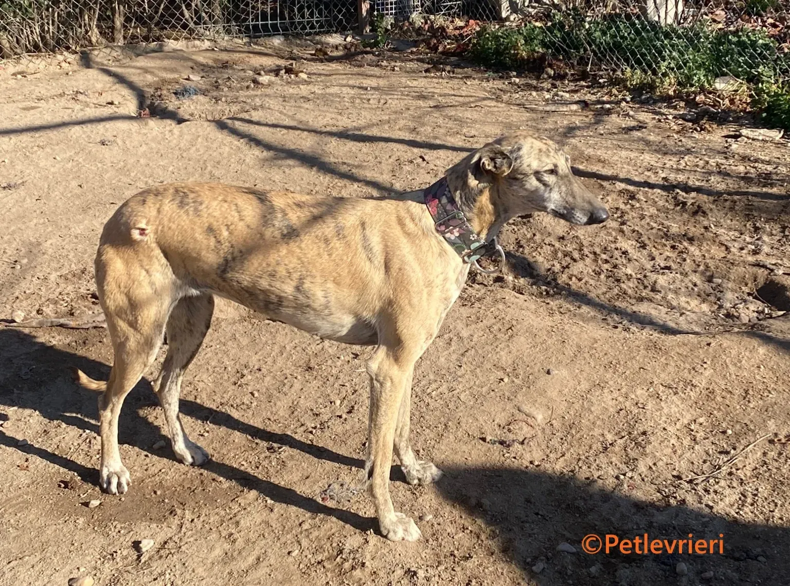 Juno galgo adozione pet levrieri onlus 4