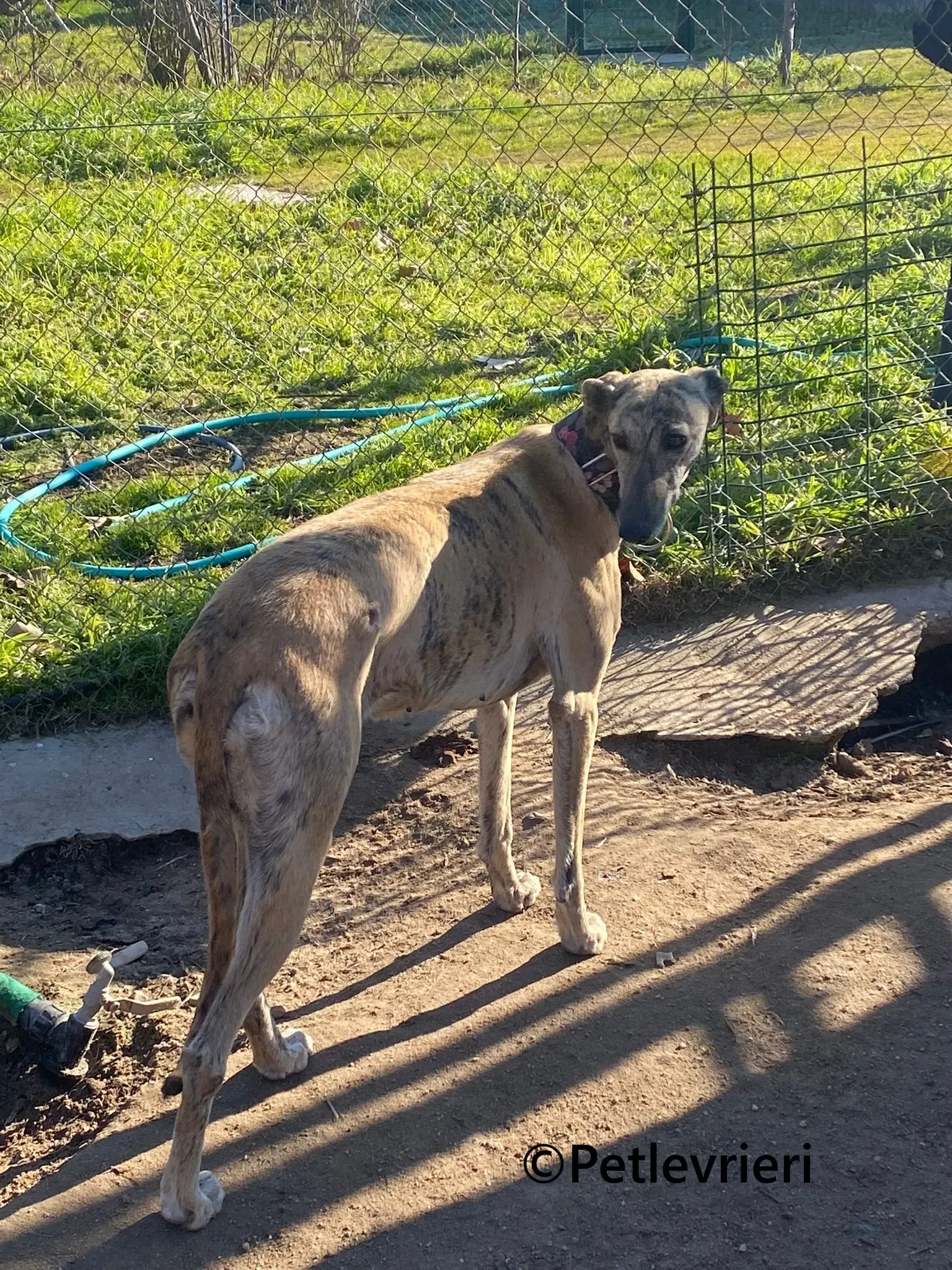 Juno galgo adozione pet levrieri onlus 6