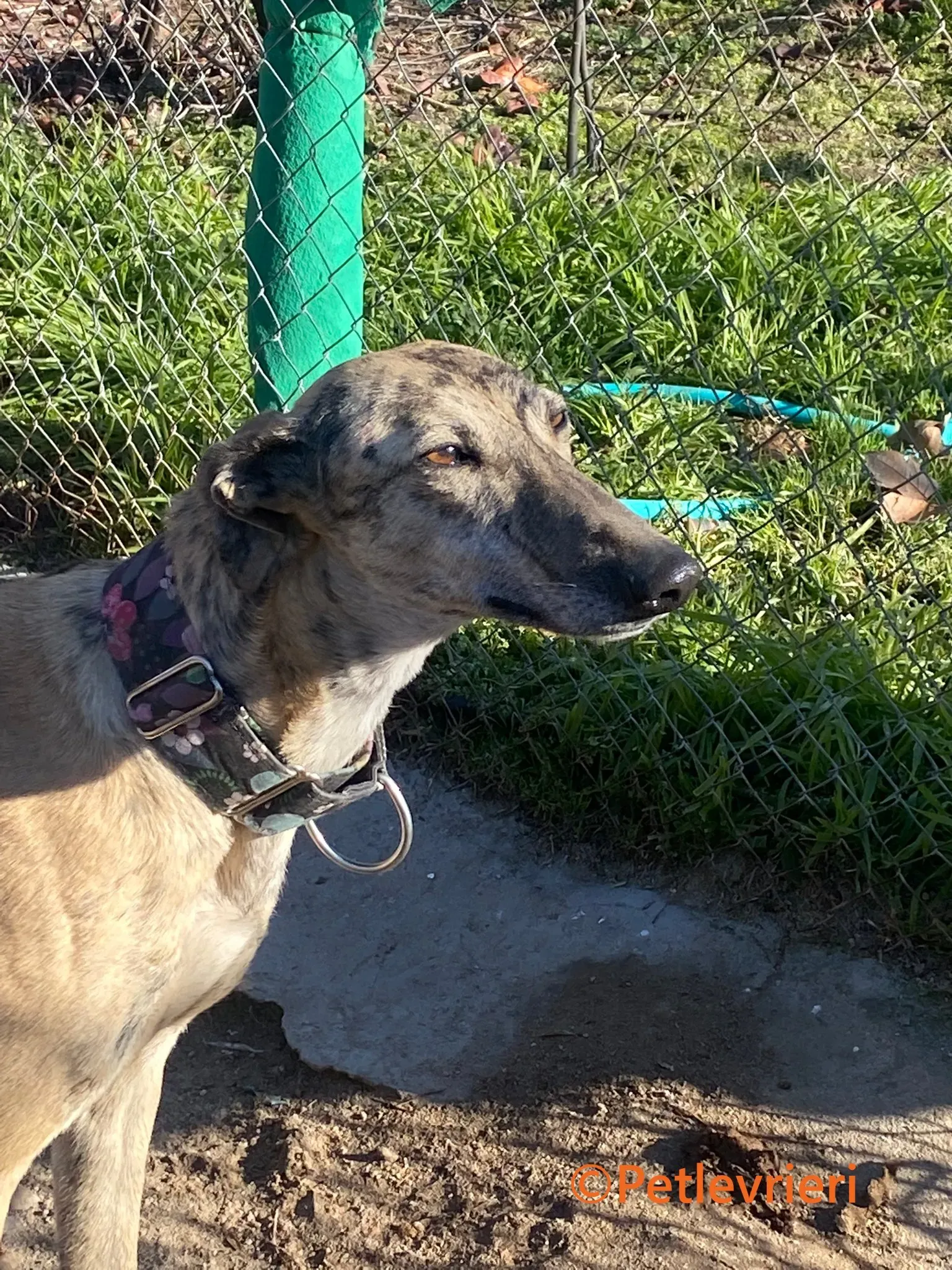 Juno galgo adozione pet levrieri onlus 7