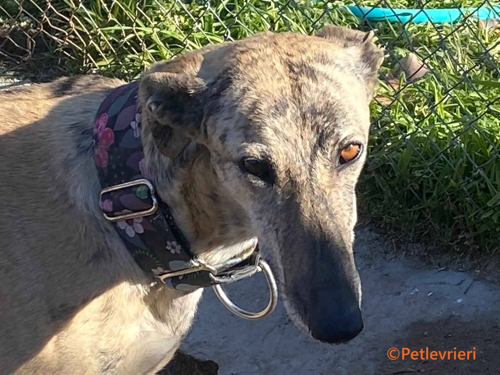 Juno galgo adozione pet levrieri onlus 8