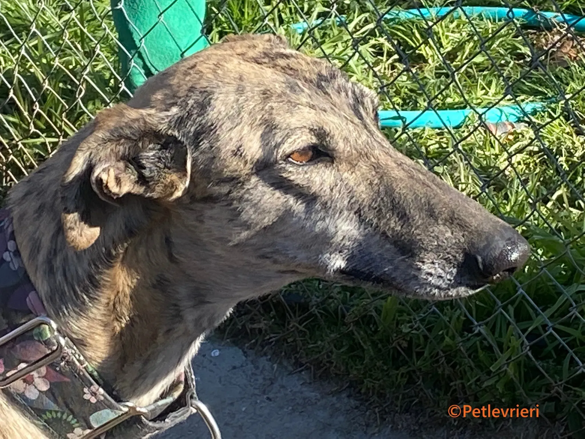 Juno galgo adozione pet levrieri onlus 9