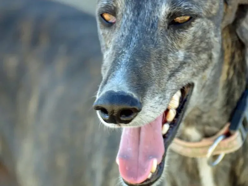 K1024 DSC 9600 Loko smile 2