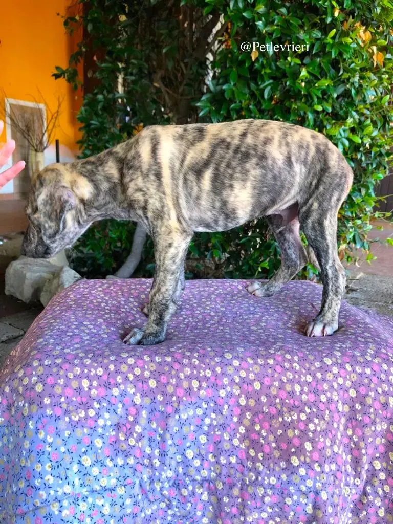 KARIM galgo adozione levrieri 1