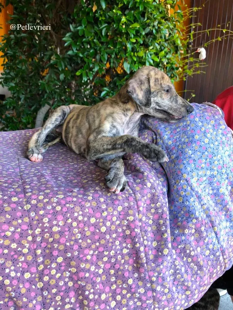 KARIM galgo adozione levrieri 2