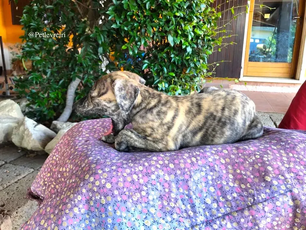 KARIM galgo adozione levrieri 3