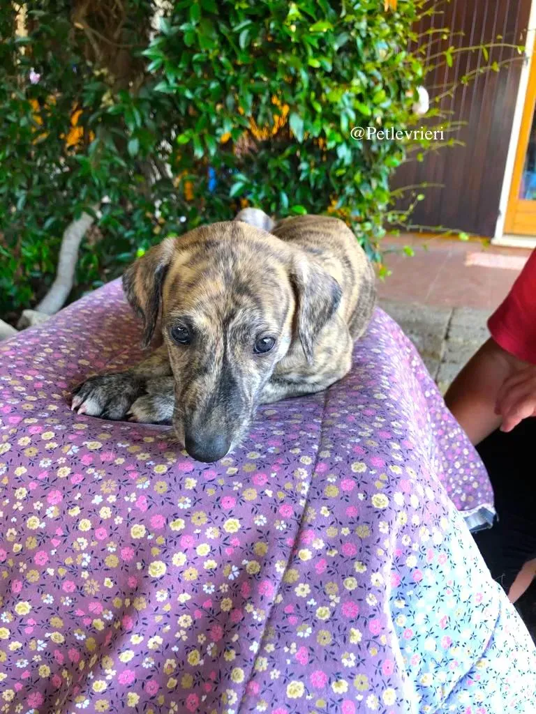KARIM galgo adozioni levrieri 4