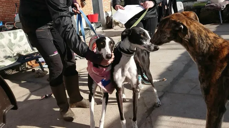 KATARINA E OLGA105 1