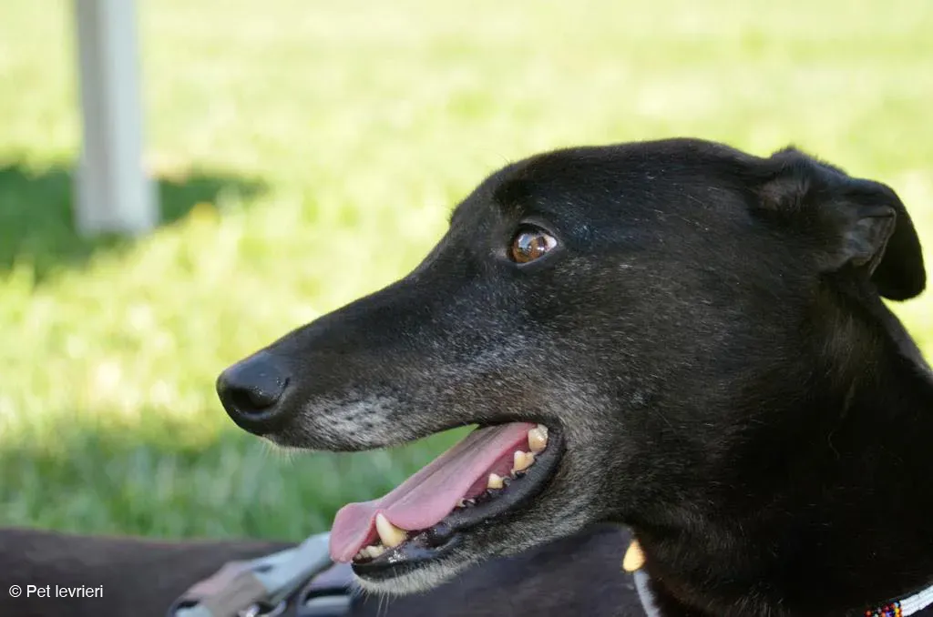KENNY GREYHOUND CANE NERO ARRIVO 1