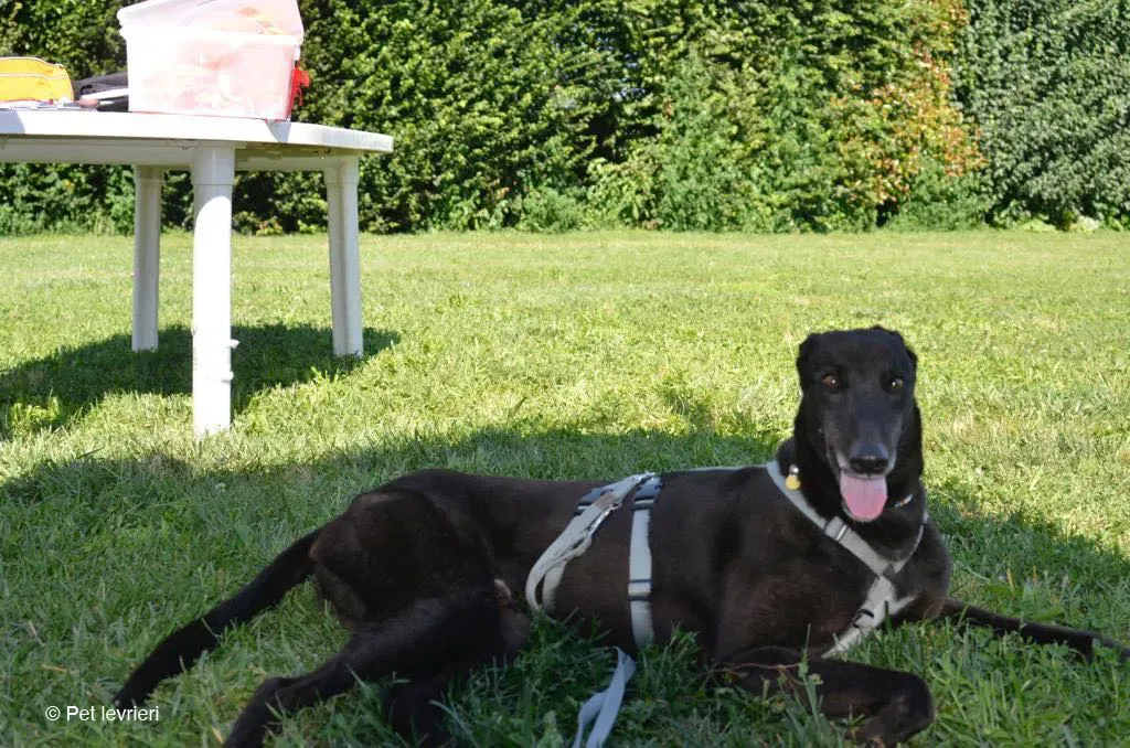 KENNY GREYHOUND CANE NERO ARRIVO 2