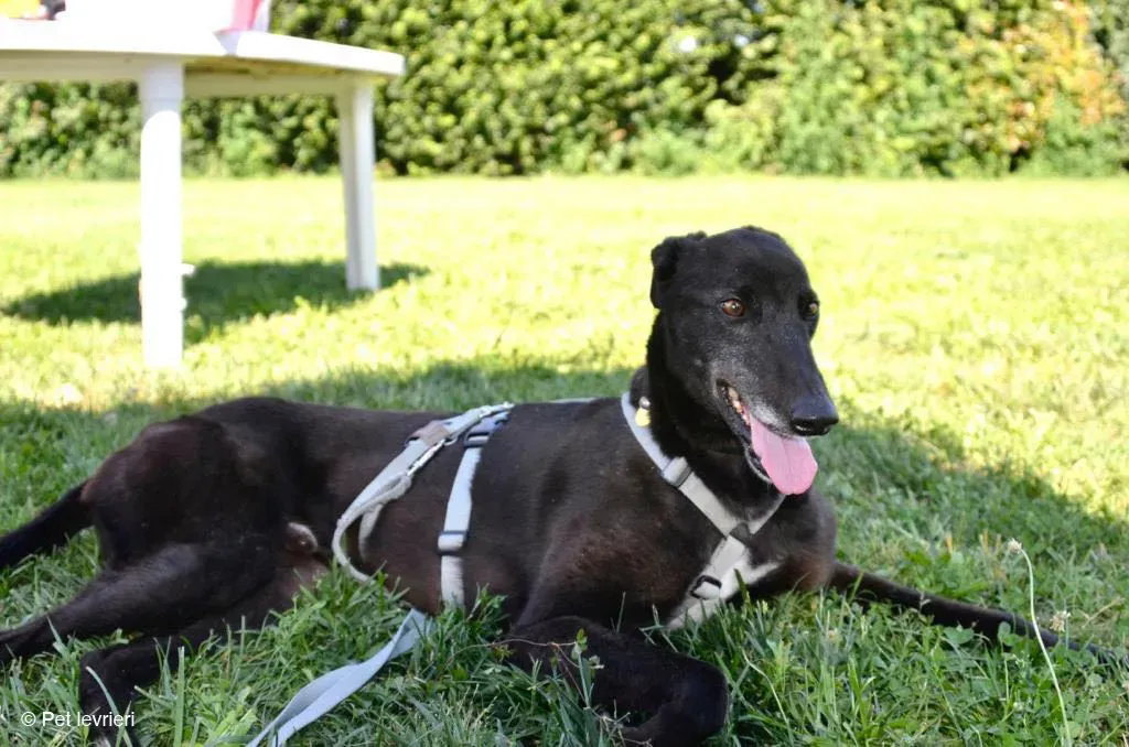 KENNY GREYHOUND CANE NERO ARRIVO 3