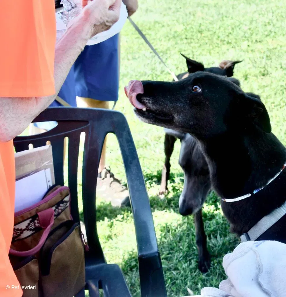 KENNY GREYHOUND CANE NERO ARRIVO 4