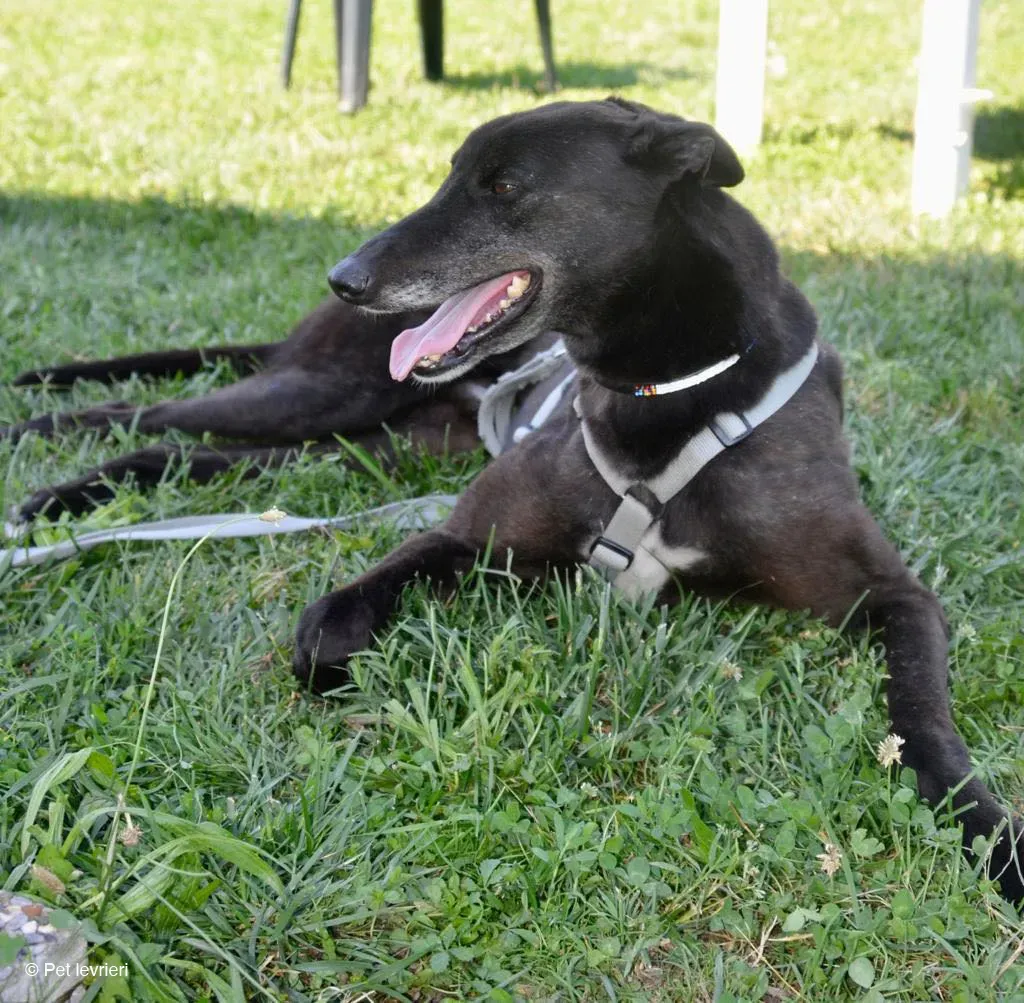 KENNY GREYHOUND CANE NERO ARRIVO 5