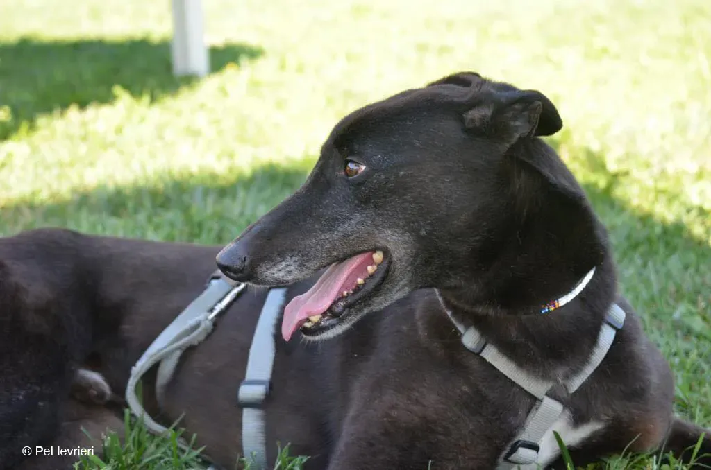 KENNY GREYHOUND CANE NERO ARRIVO 6
