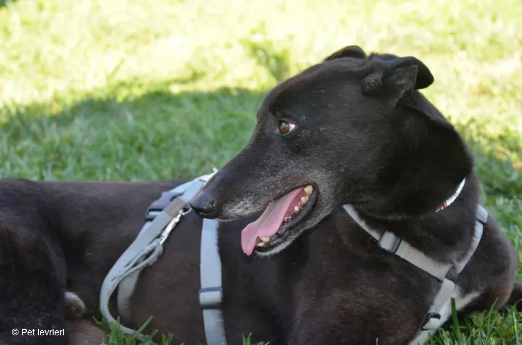KENNY GREYHOUND CANE NERO ARRIVO 7