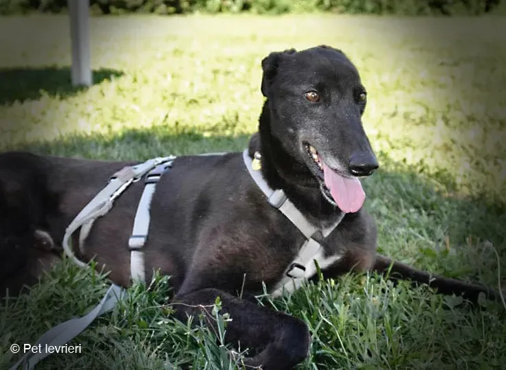 KENNY GREYHOUND CANE NERO ARRIVO 8