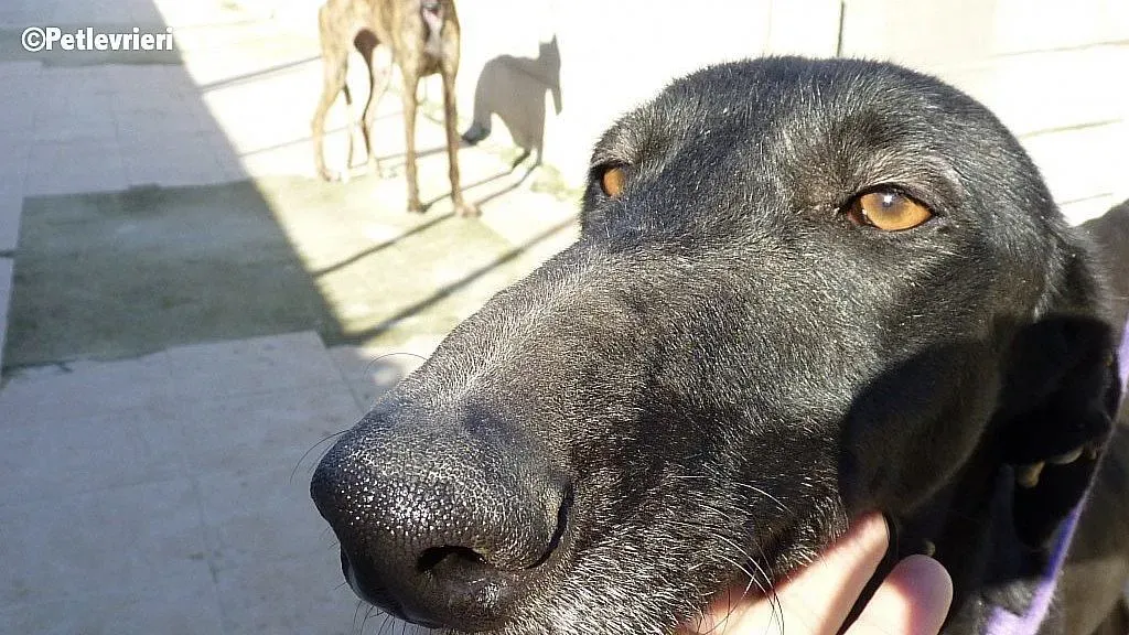 Kara adozione levrieri galgo 1