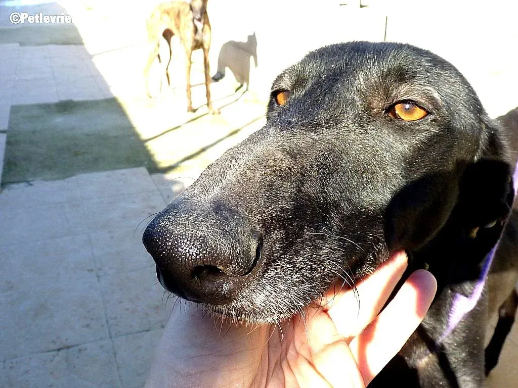 Kara adozione levrieri galgo 1