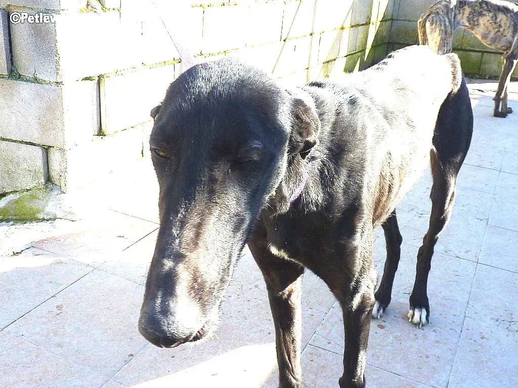 Kara adozione levrieri galgo 2