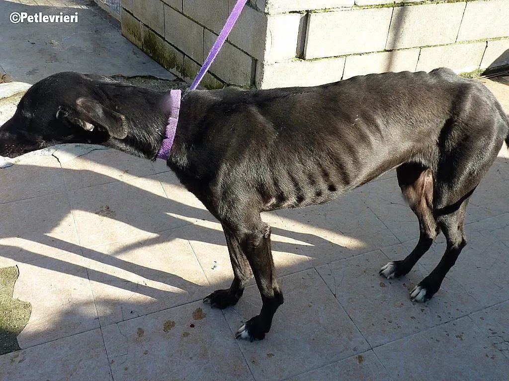 Kara adozione levrieri galgo 3