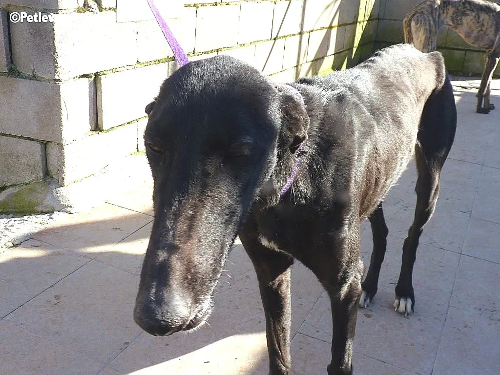 Kara adozione levrieri galgo 6