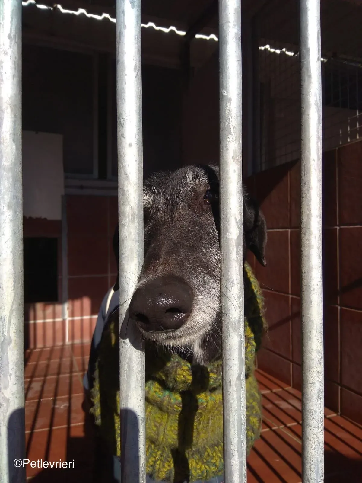 Karin adozione levrieri galgo 01