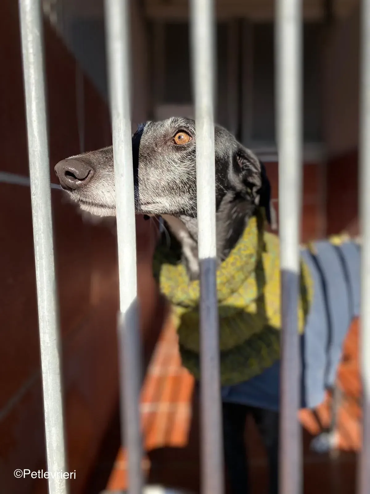 Karin adozione levrieri galgo 01 1