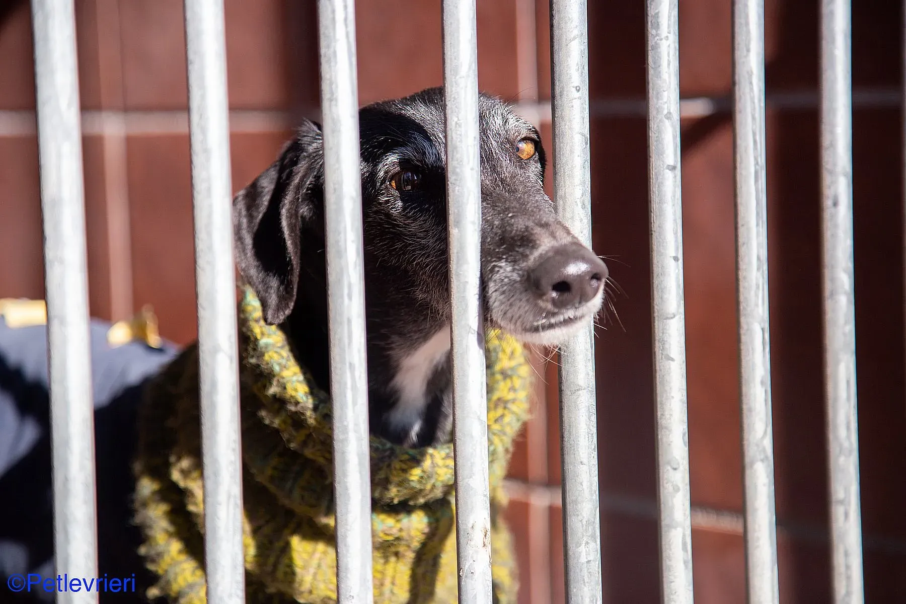 Karin adozione levrieri galgo 02