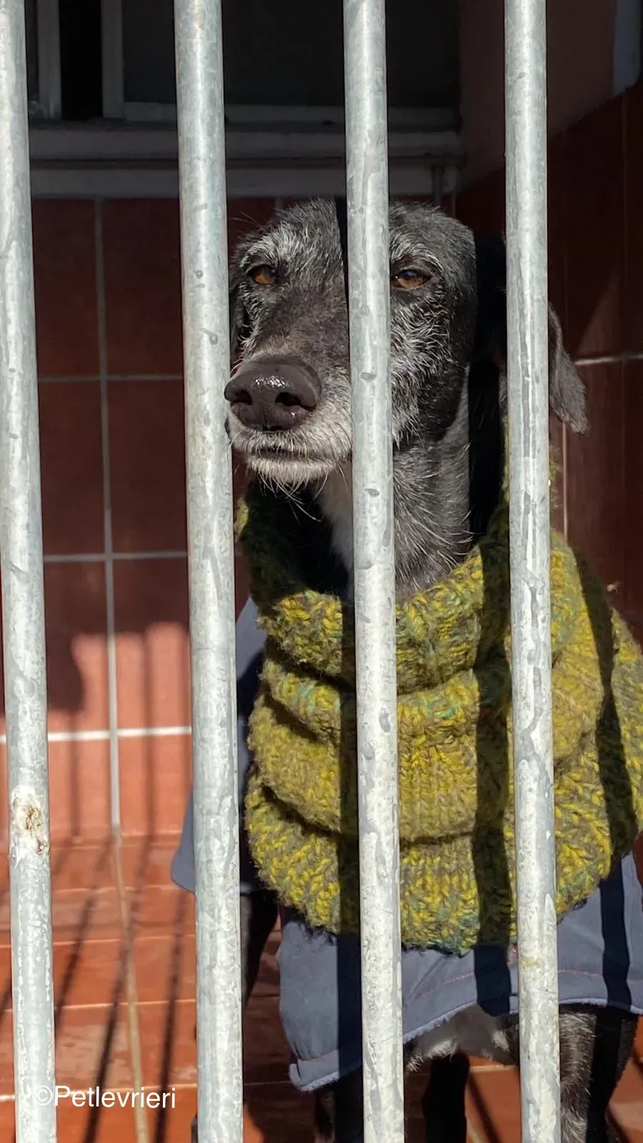 Karin adozione levrieri galgo 03