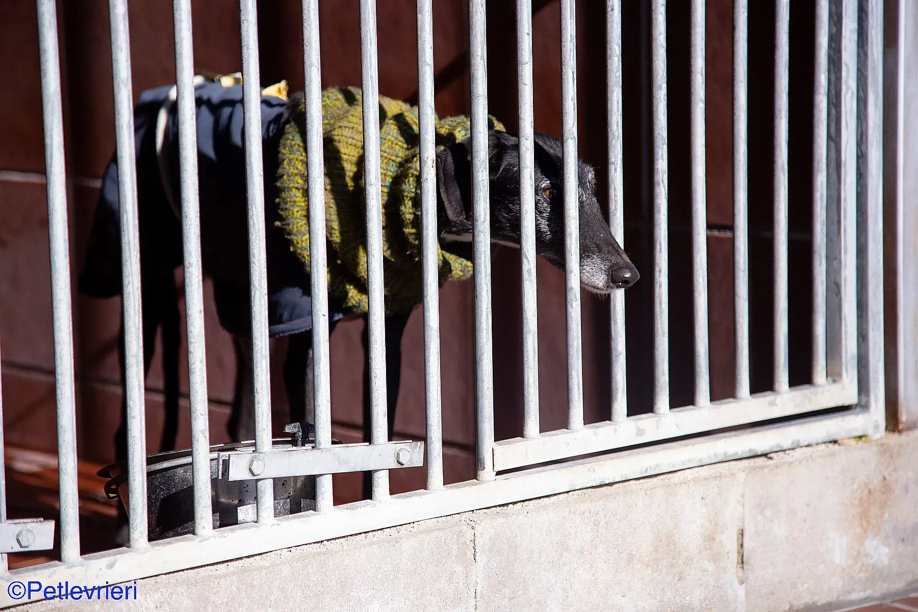 Karin adozione levrieri galgo 04