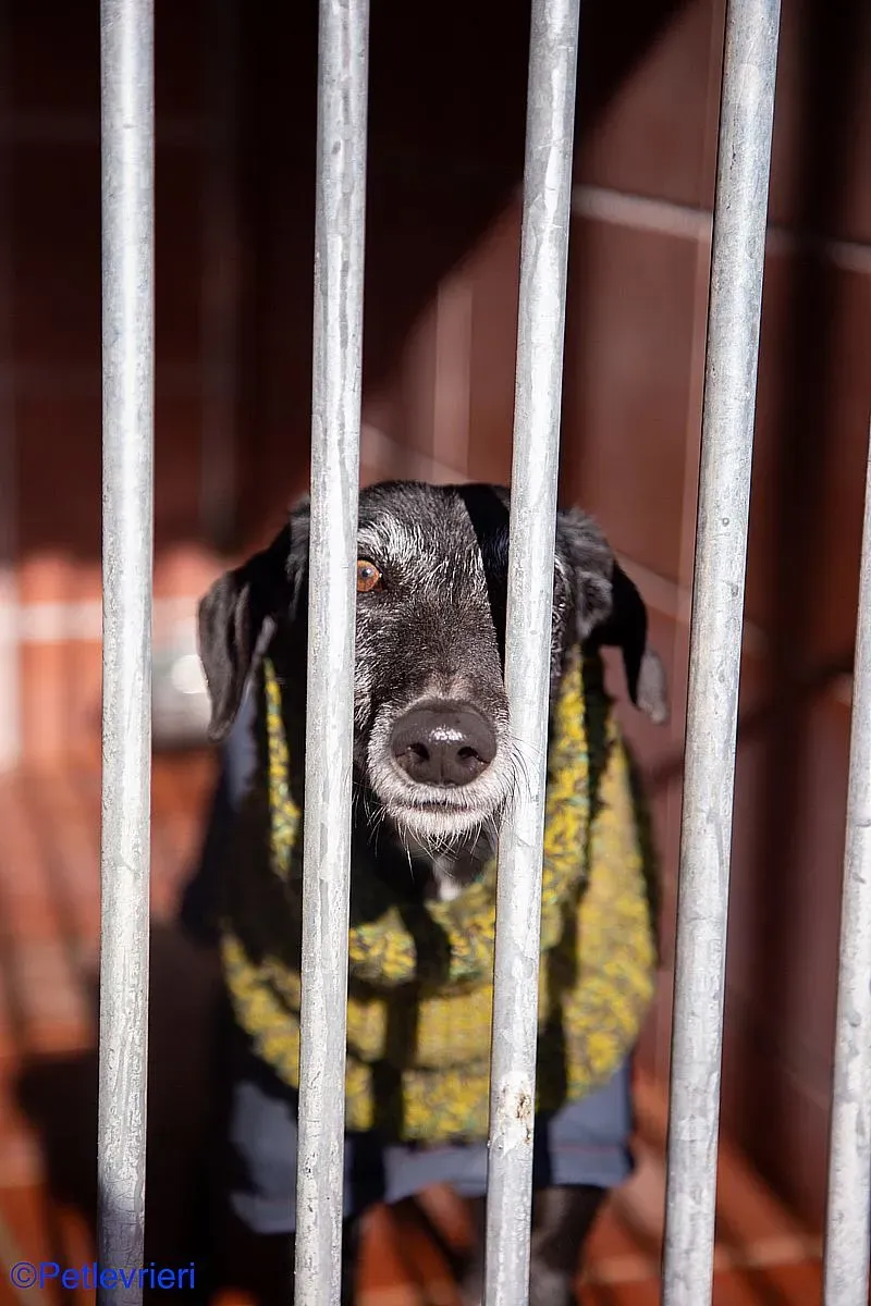 Karin adozione levrieri galgo 05