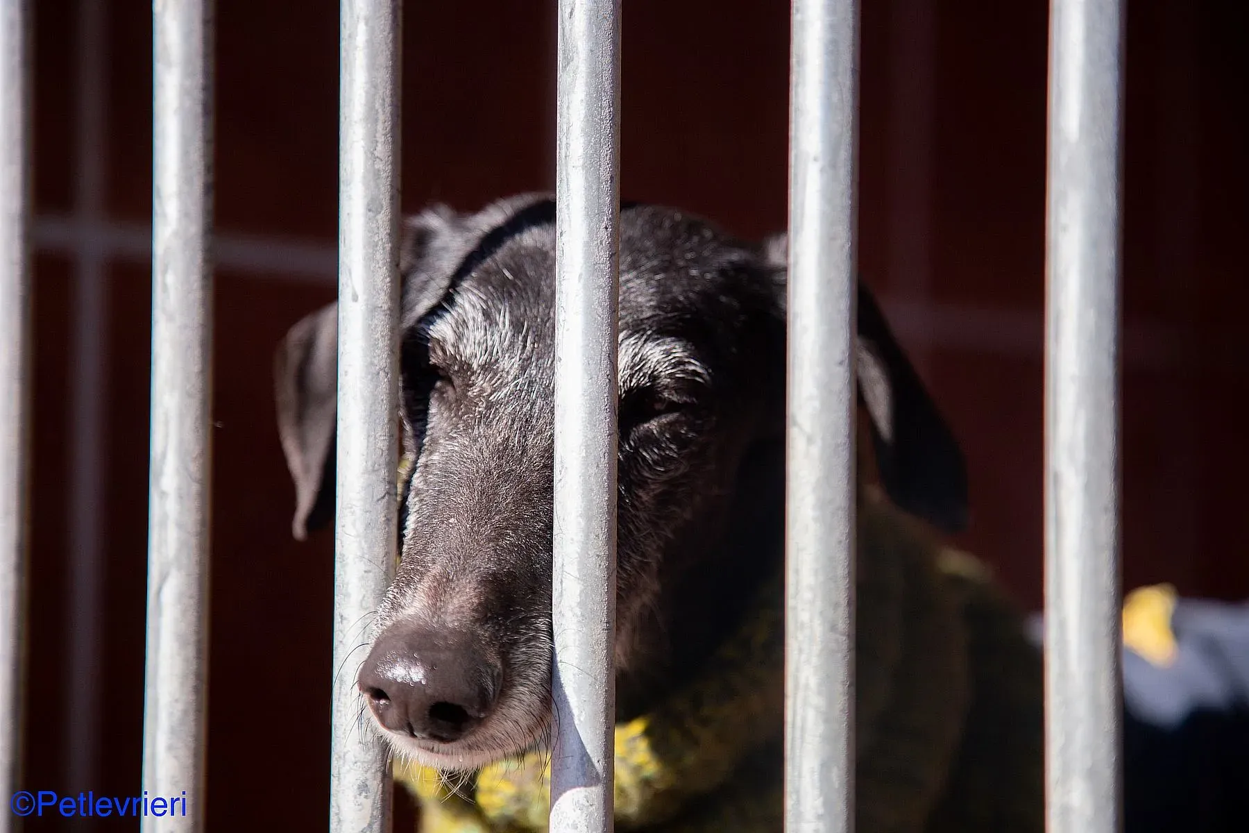 Karin adozione levrieri galgo 06