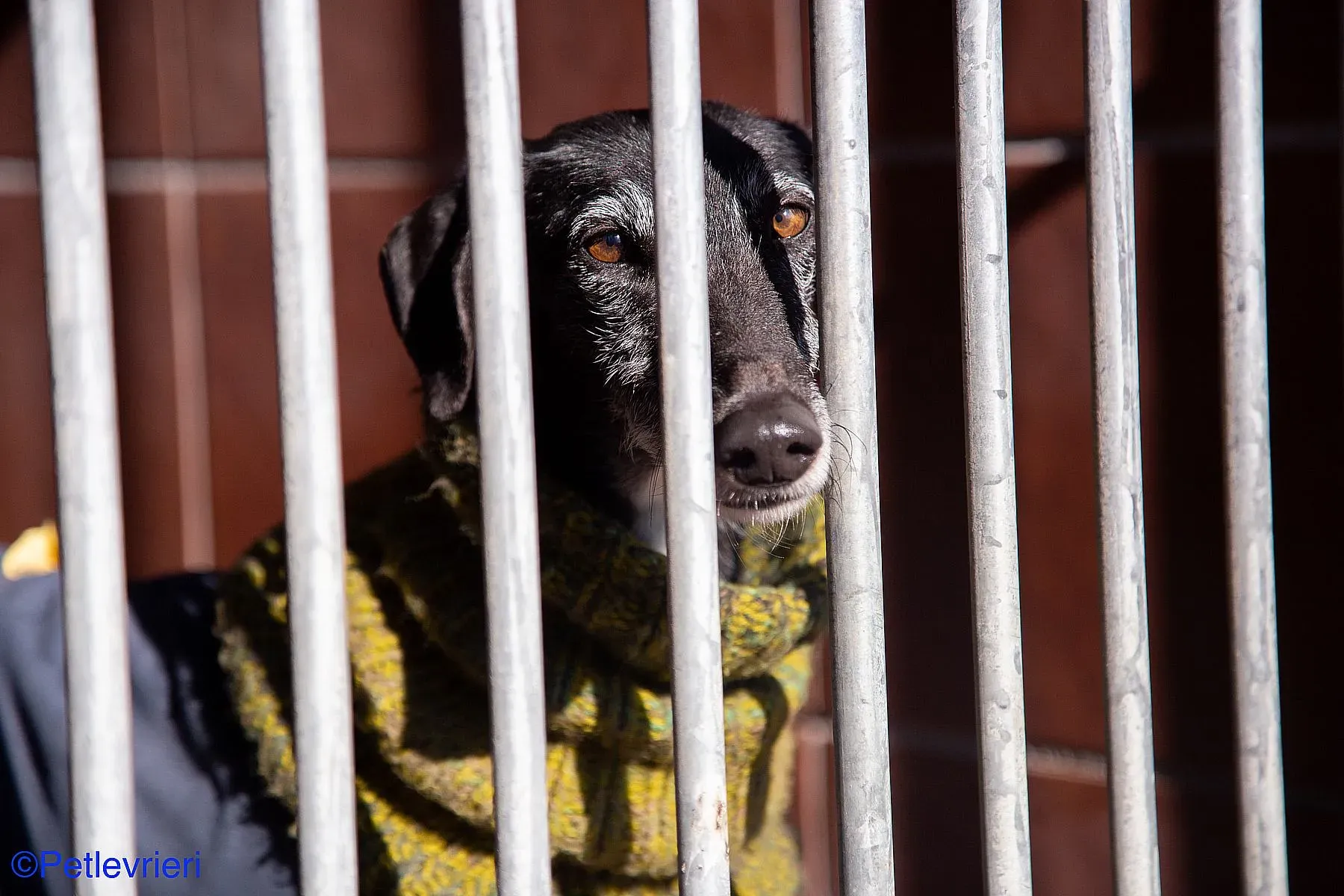 Karin adozione levrieri galgo 03