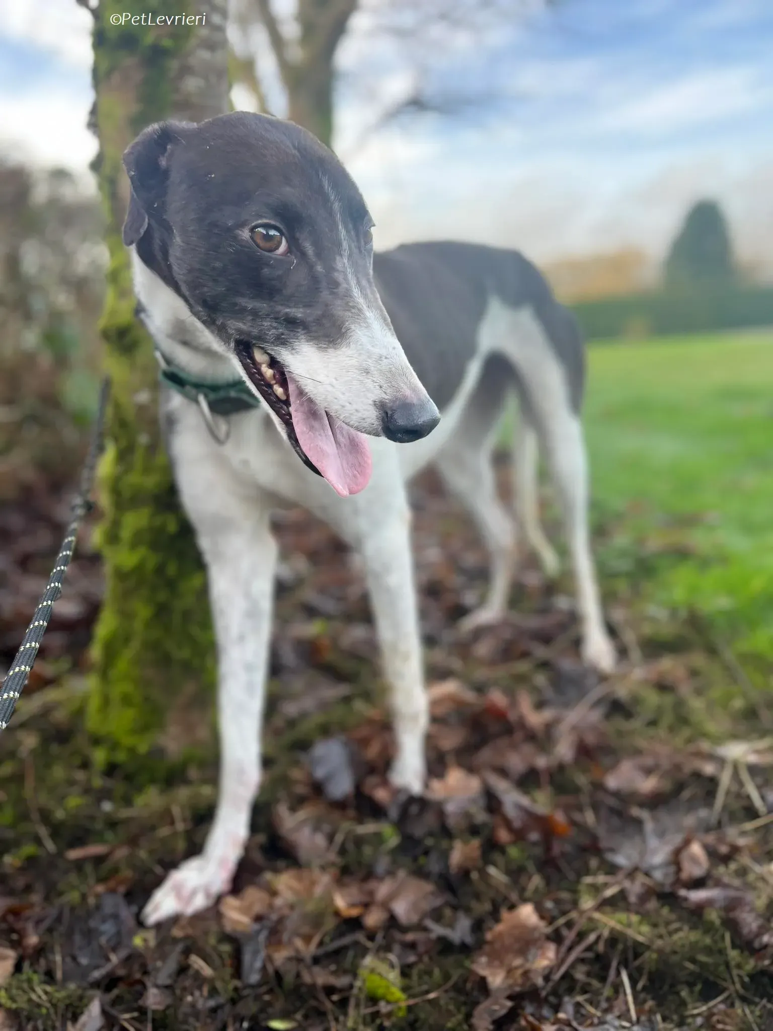 Katie adozione levrieri greyhound 1