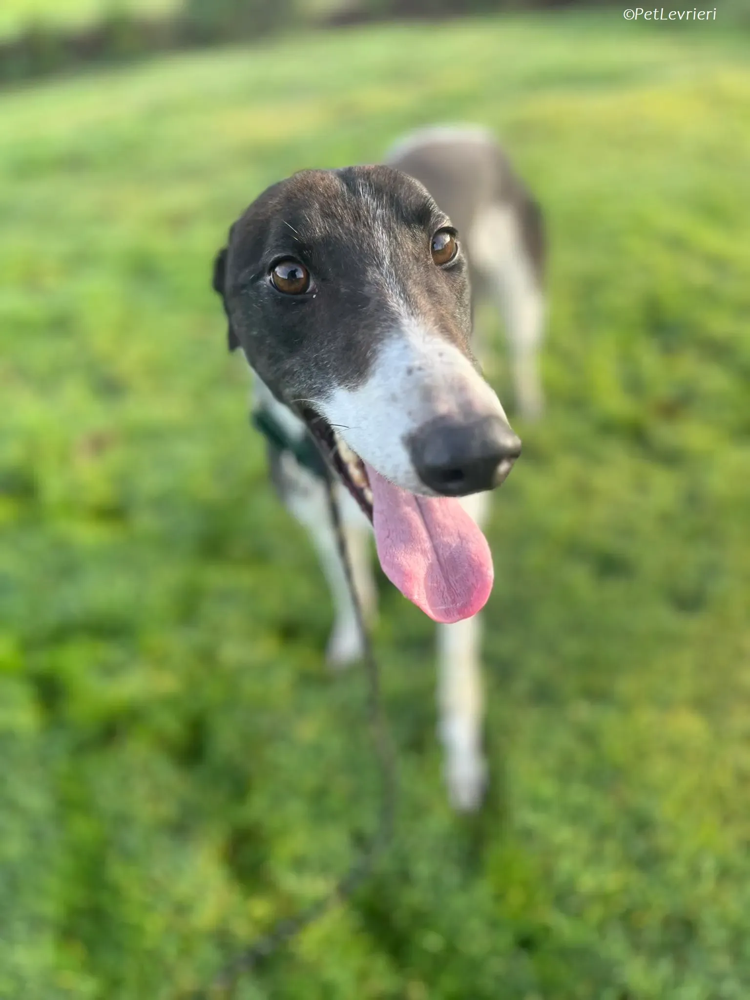 Katie adozione levrieri greyhound 10