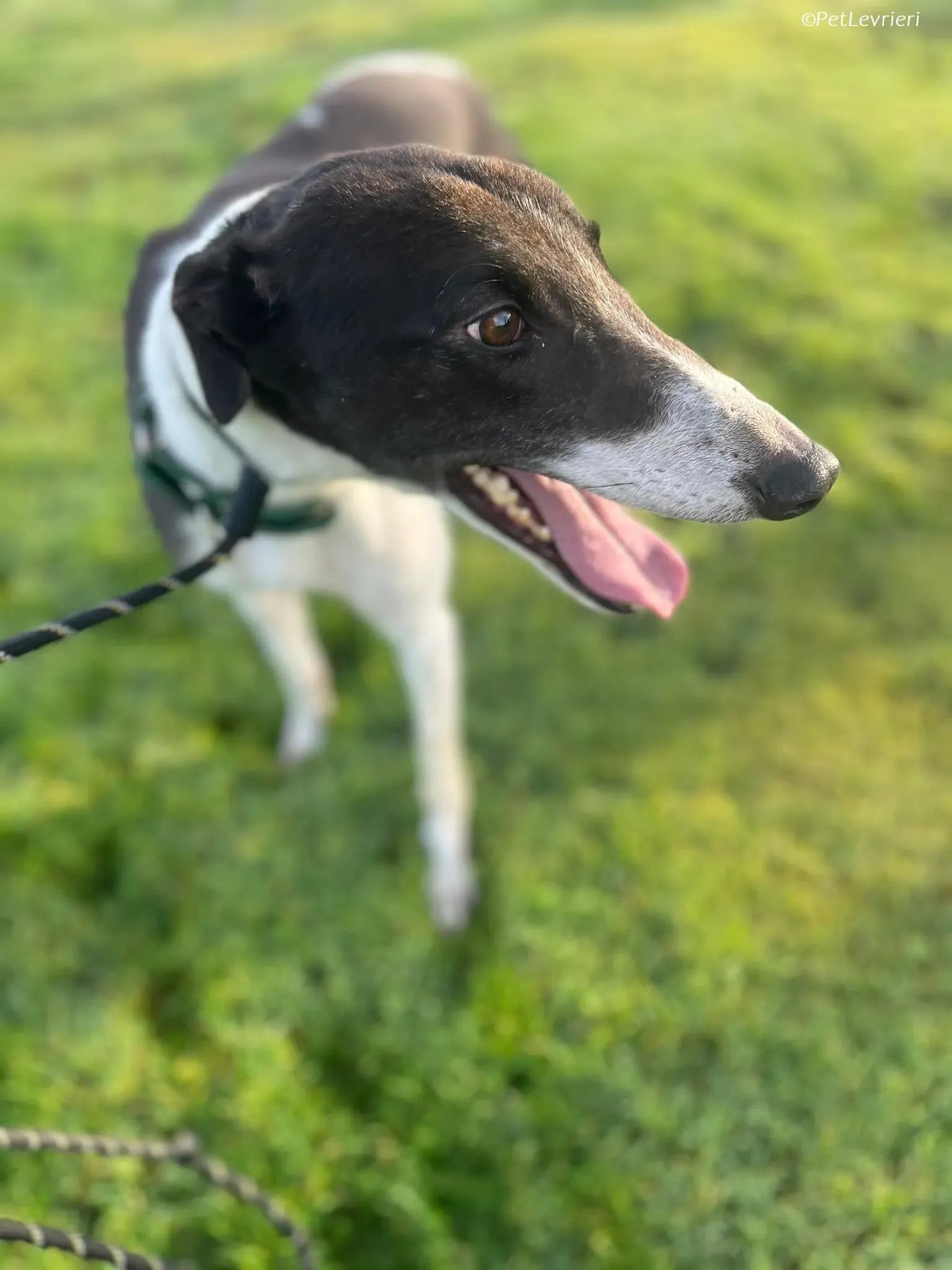 Katie adozione levrieri greyhound 11