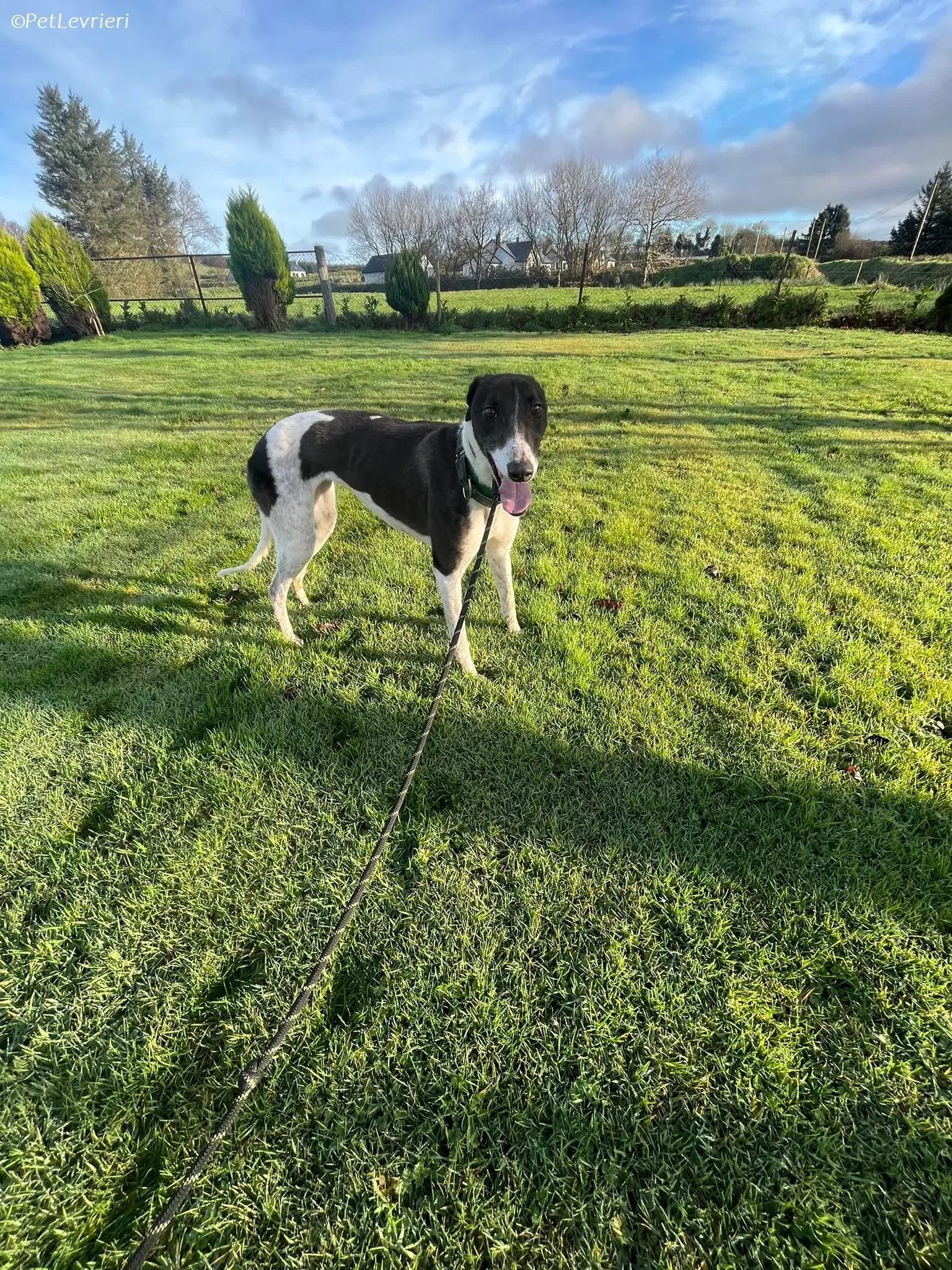 Katie adozione levrieri greyhound 12