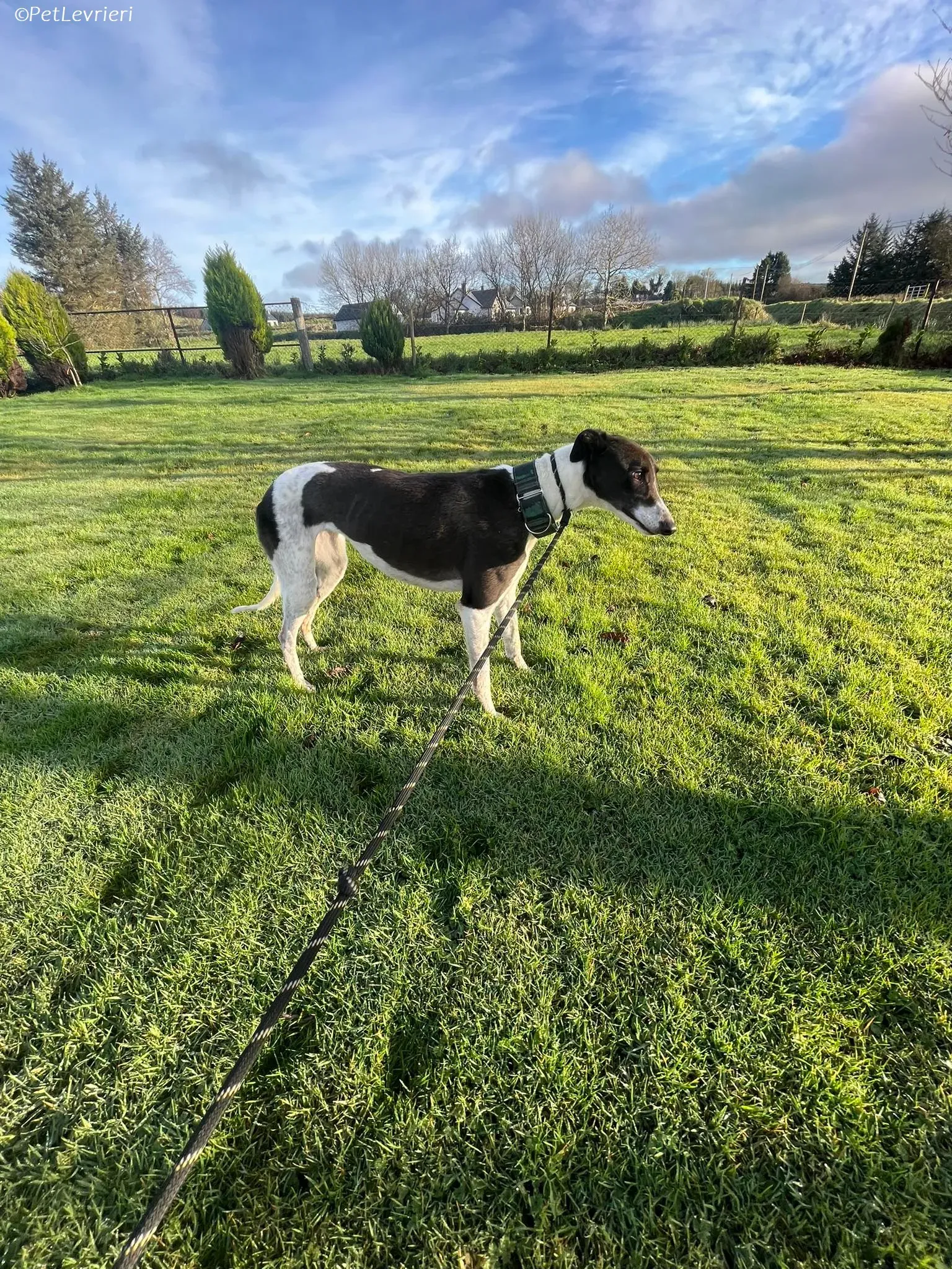 Katie adozione levrieri greyhound 13