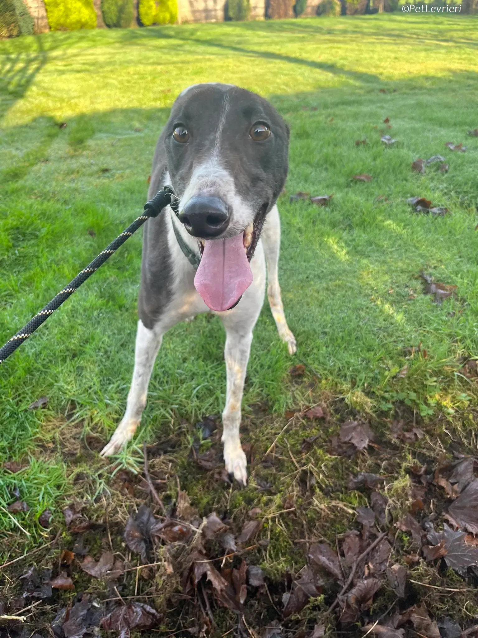 Katie adozione levrieri greyhound 14