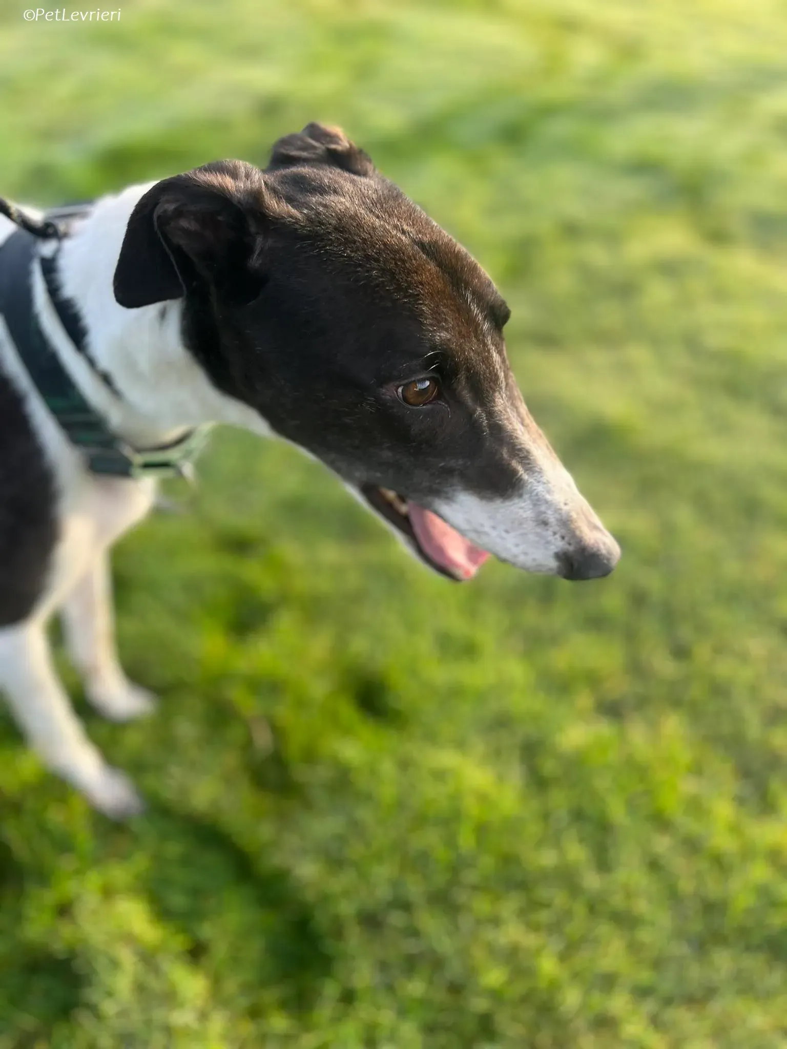 Katie adozione levrieri greyhound 15