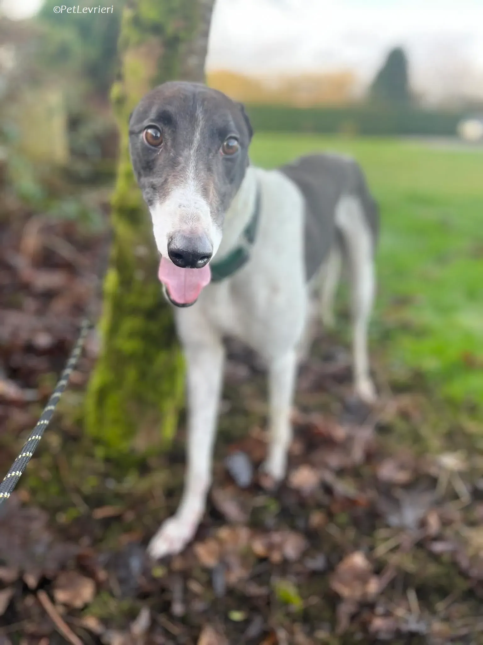 Katie adozione levrieri greyhound 2