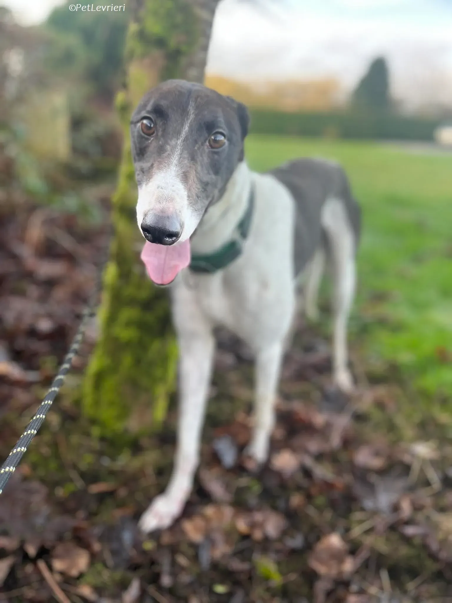 Katie adozione levrieri greyhound 3