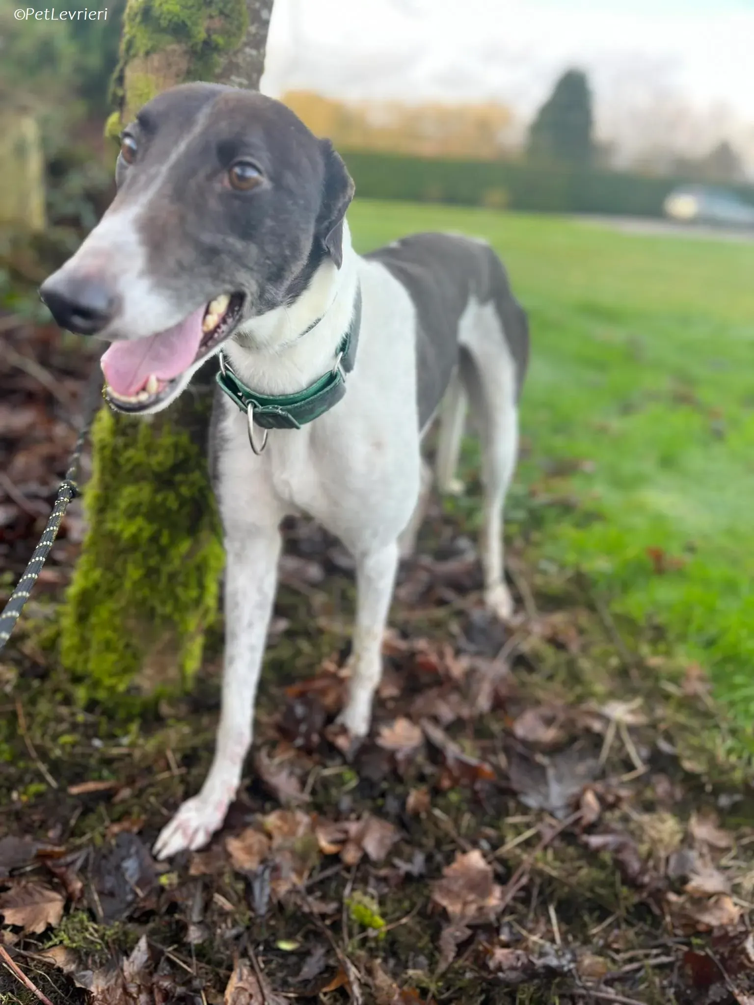 Katie adozione levrieri greyhound 4