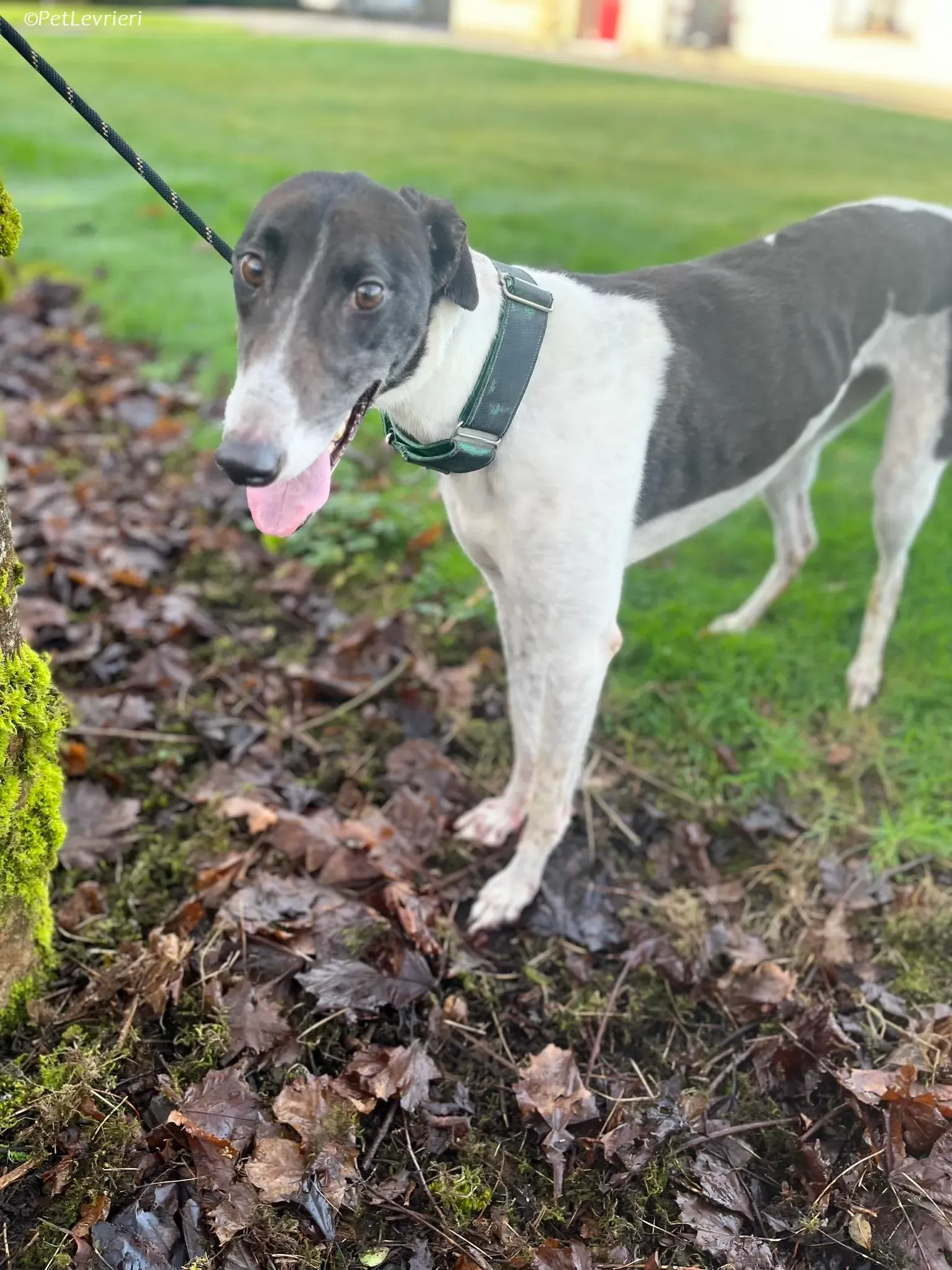 Katie adozione levrieri greyhound 5