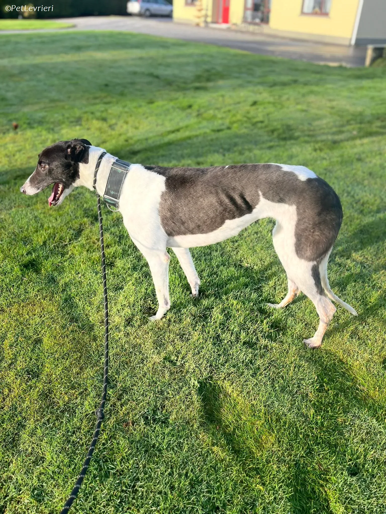 Katie adozione levrieri greyhound 6