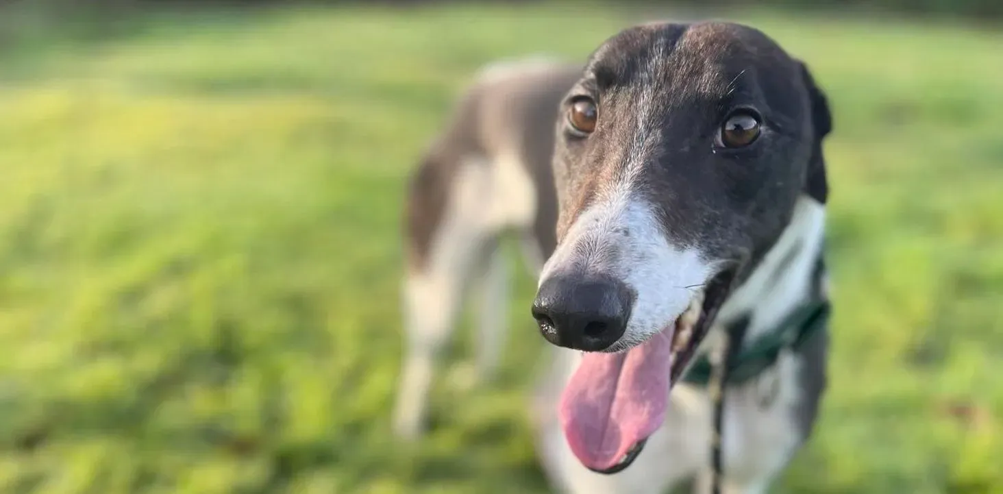 Katie adozione levrieri greyhound 7 e1703059284481